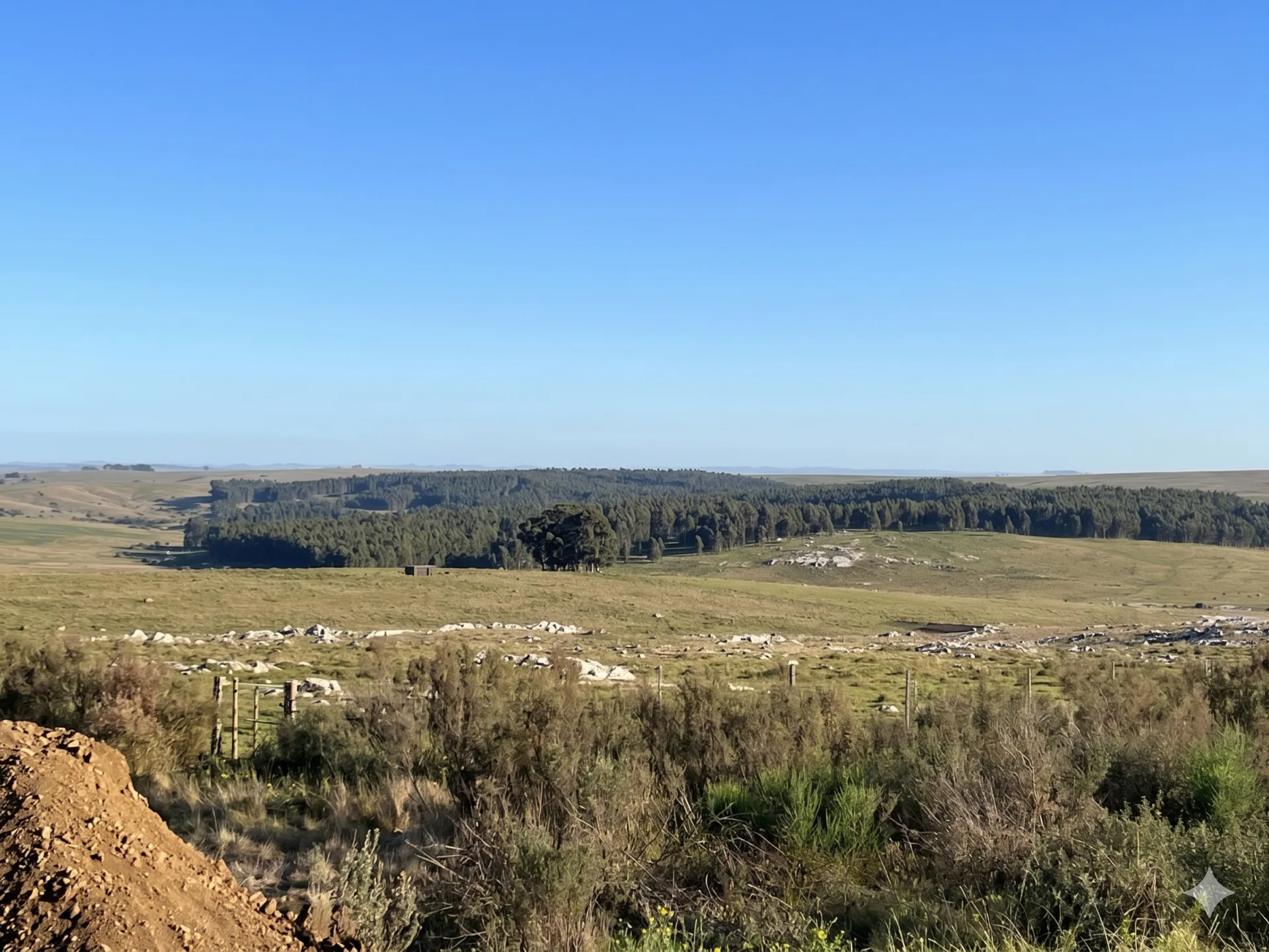 173 hectáreas en Uruguay: inversión forestal y ganadera con retorno inmediato y cosechas de alto valor – 1