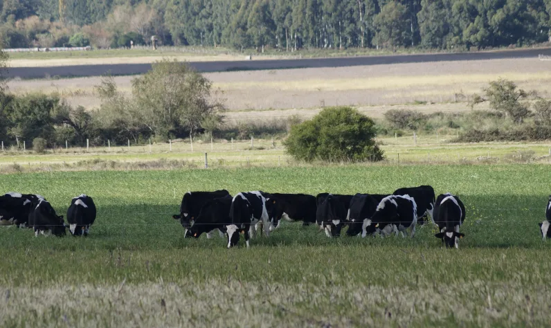 97 Hektar in bester Lage im Süden: Hochproduktiver Agrar‑ und Weidebetrieb – 4