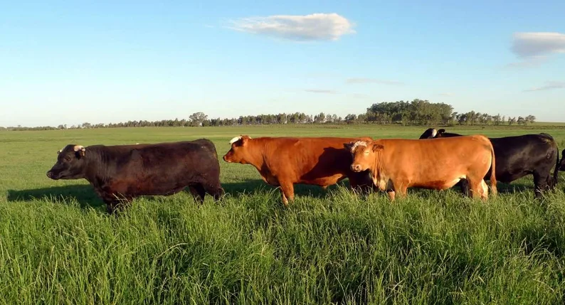 534 Hectáreas en Cerro Largo: Excelente Campo con Renta Inmediata y Gran Potencial de Apreciación – 1