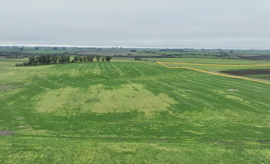 155 Hektar in Colonia mit großem landwirtschaftlichen und viehwirtschaftlichen Potenzial – 3