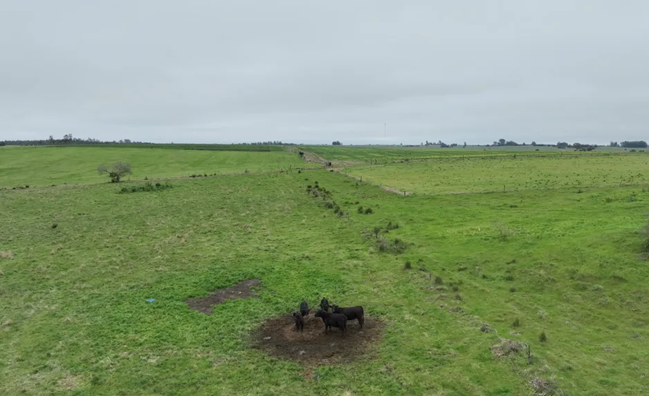 155 Hektar in Colonia mit großem landwirtschaftlichen und viehwirtschaftlichen Potenzial – 11