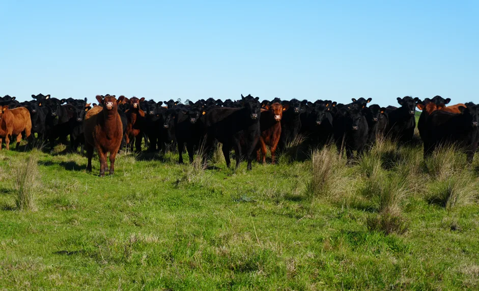 155 Hektar in Colonia mit großem landwirtschaftlichen und viehwirtschaftlichen Potenzial – 5