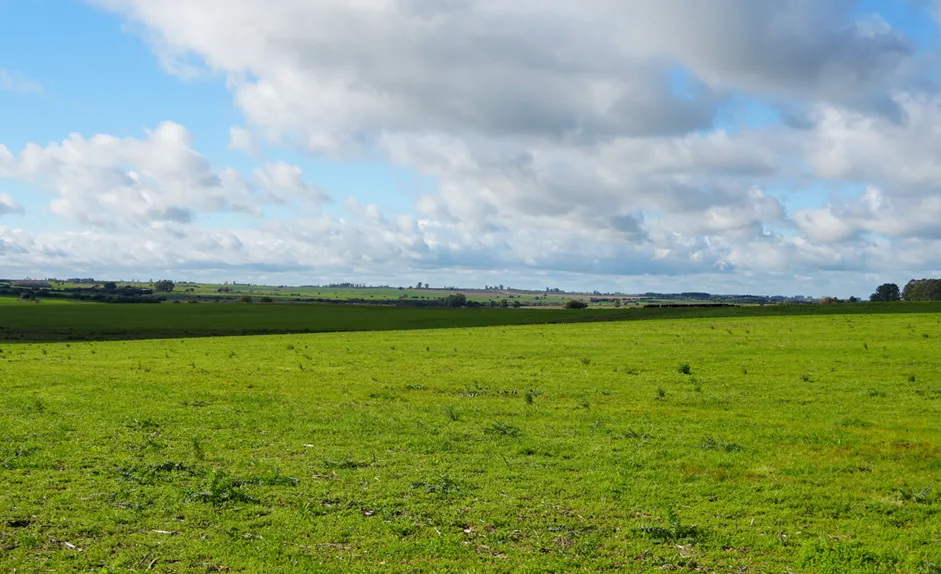 155 Hektar in Colonia mit großem landwirtschaftlichen und viehwirtschaftlichen Potenzial – 7