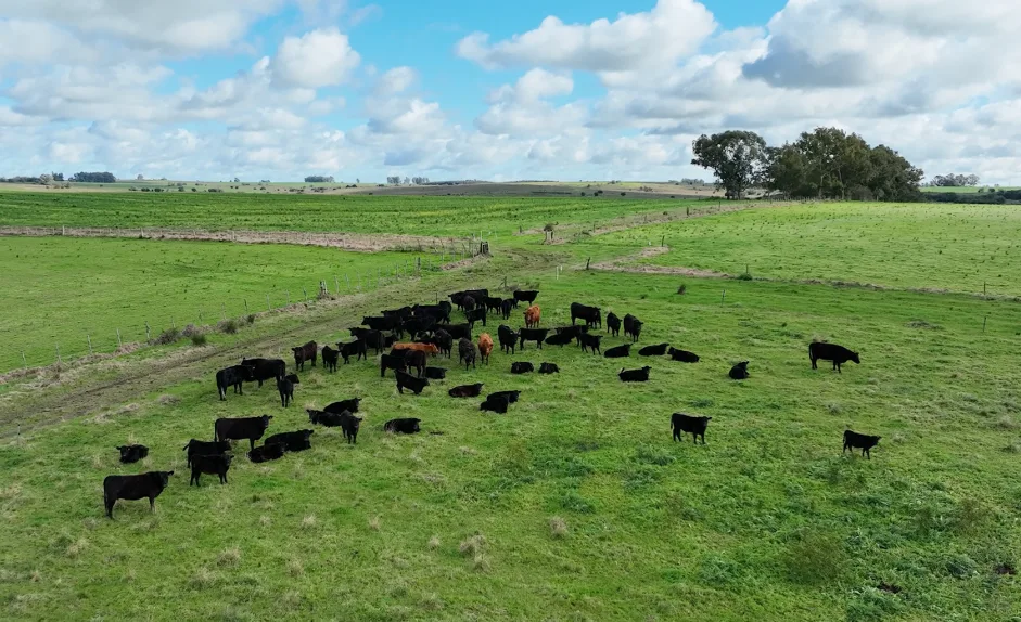 155 Hektar in Colonia mit großem landwirtschaftlichen und viehwirtschaftlichen Potenzial – 8