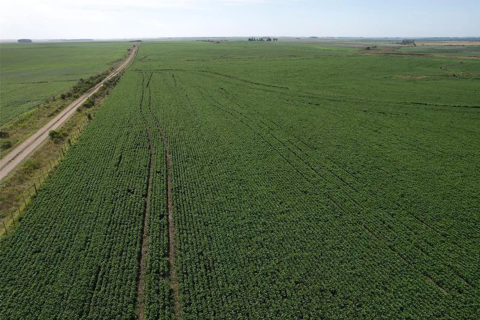 324 ha — Oportunidad agrícola de alta calidad en Soriano – 6