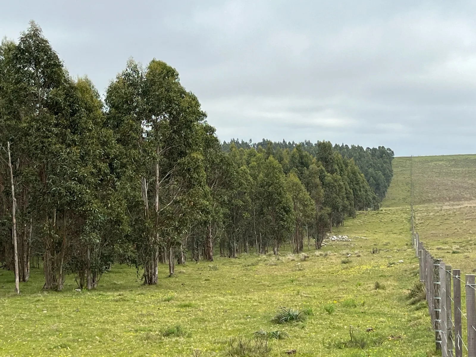 173 Hectares in Uruguay: Forest & Livestock Investment with Immediate Returns and High‑Value Timber Harvests – 6