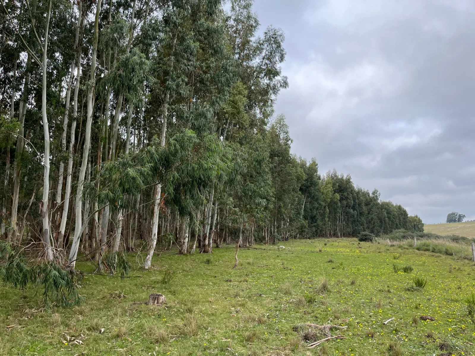 173 Hectares in Uruguay: Forest & Livestock Investment with Immediate Returns and High‑Value Timber Harvests – 7