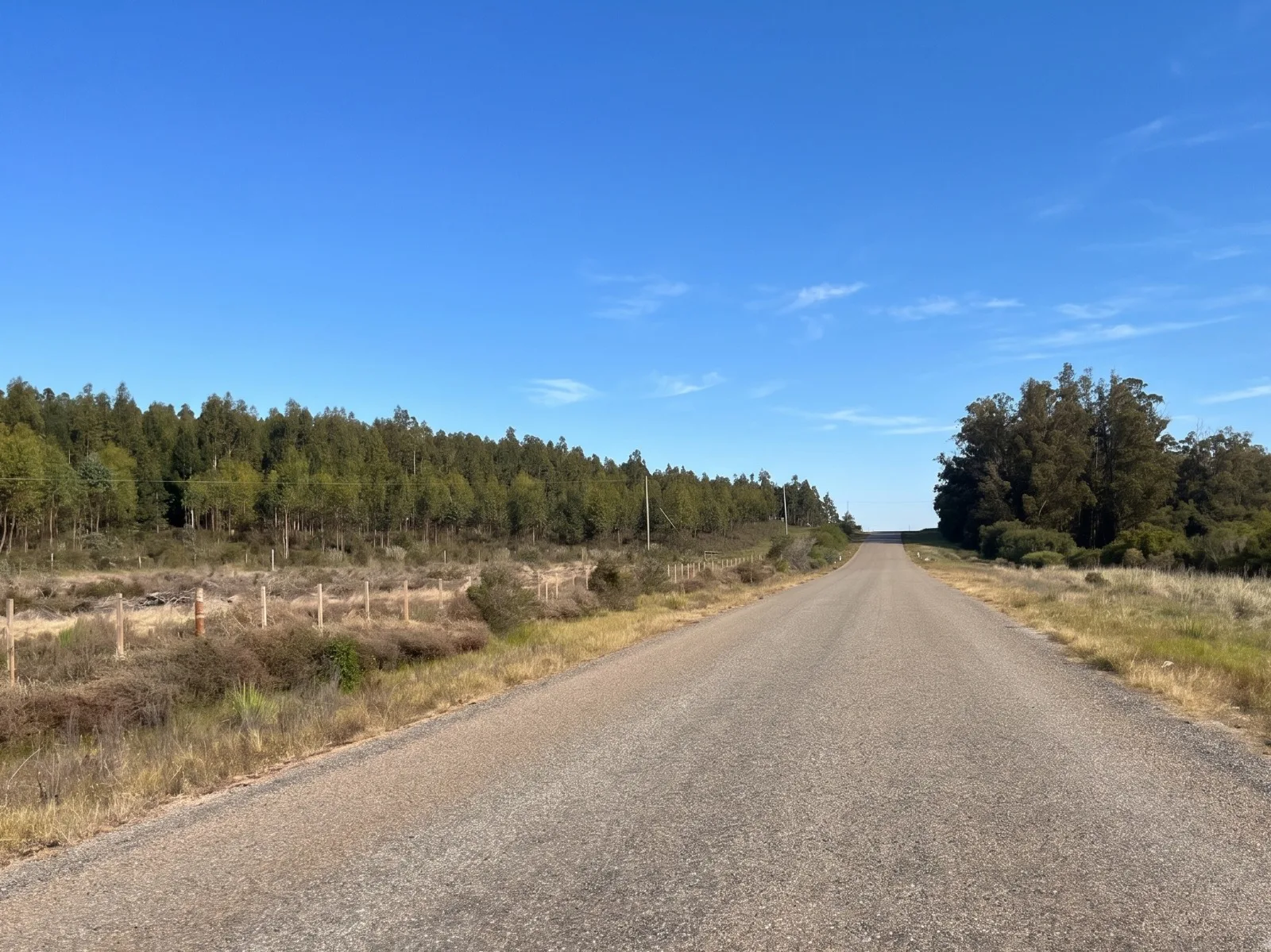 173 Hectares in Uruguay: Forest & Livestock Investment with Immediate Returns and High‑Value Timber Harvests – 9