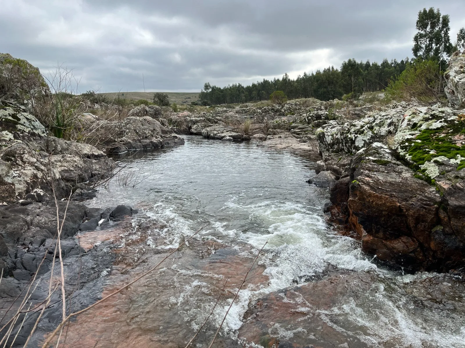 173 Hectares in Uruguay: Forest & Livestock Investment with Immediate Returns and High‑Value Timber Harvests – 3