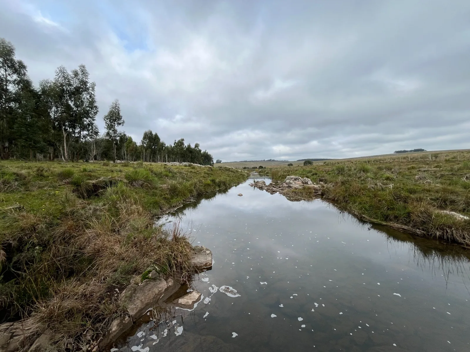 173 Hectares in Uruguay: Forest & Livestock Investment with Immediate Returns and High‑Value Timber Harvests – 4