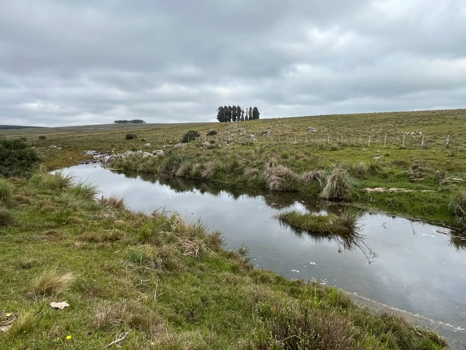 173 Hectares in Uruguay: Forest & Livestock Investment with Immediate Returns and High‑Value Timber Harvests – 5