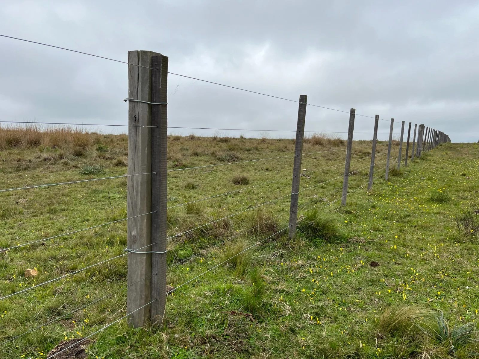 173 Hectares in Uruguay: Forest & Livestock Investment with Immediate Returns and High‑Value Timber Harvests – 11