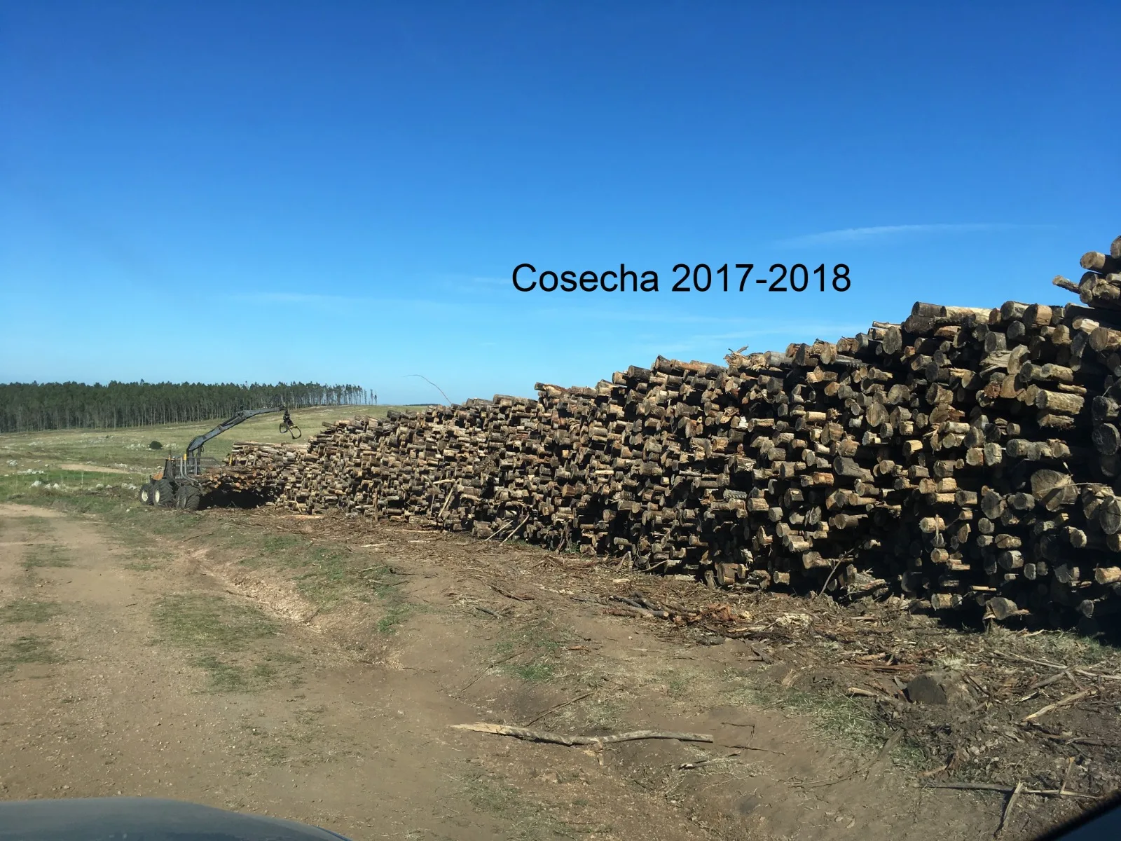 173 Hectares in Uruguay: Forest & Livestock Investment with Immediate Returns and High‑Value Timber Harvests – 12