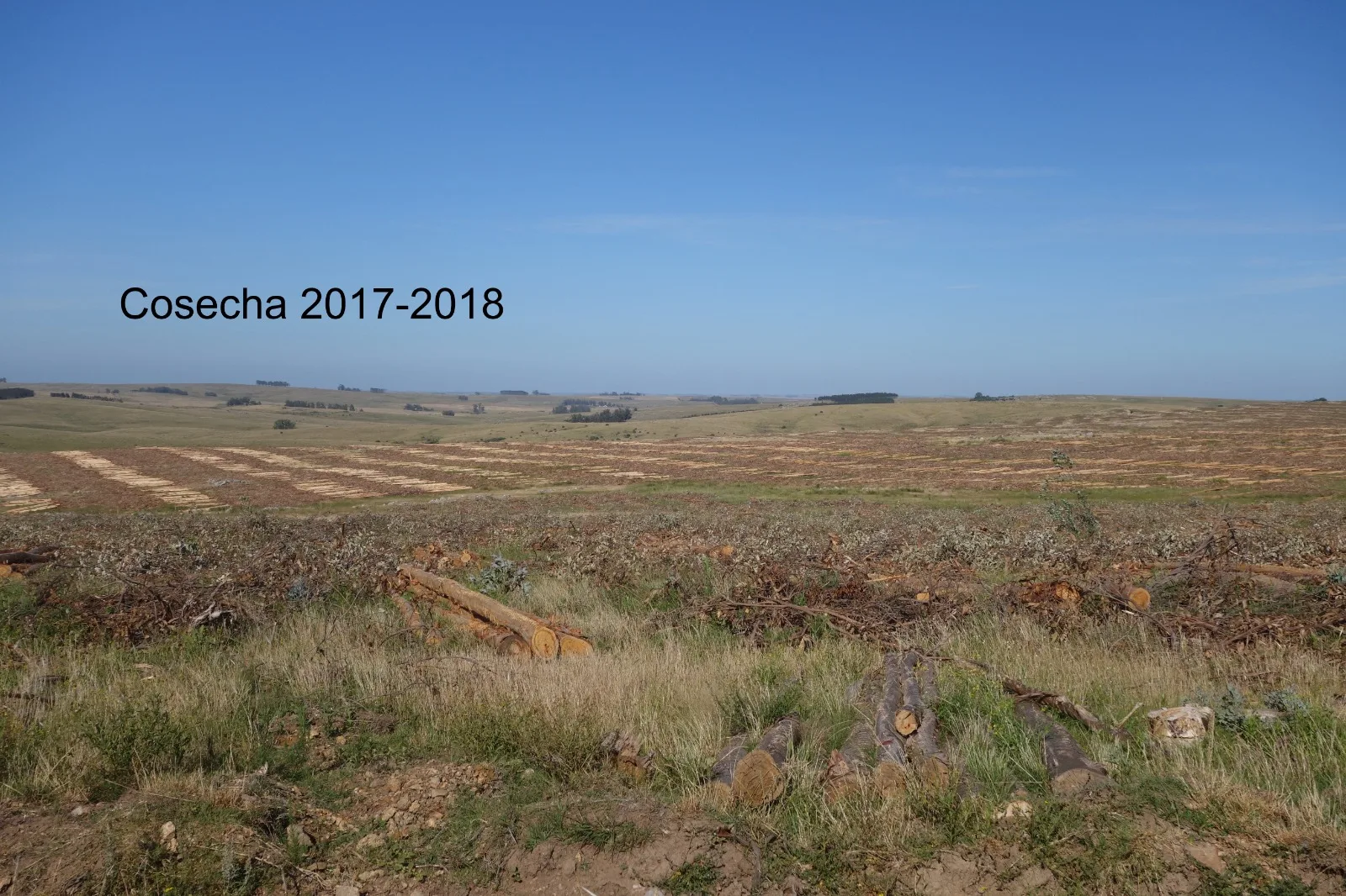 173 Hectares in Uruguay: Forest & Livestock Investment with Immediate Returns and High‑Value Timber Harvests – 13